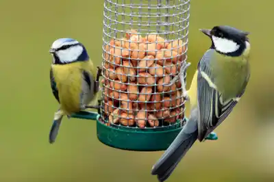 can-i-still-help-wild-birds-if-i-have-a-cat can-i-still-help-wild-birds-if-i-have-a-cat