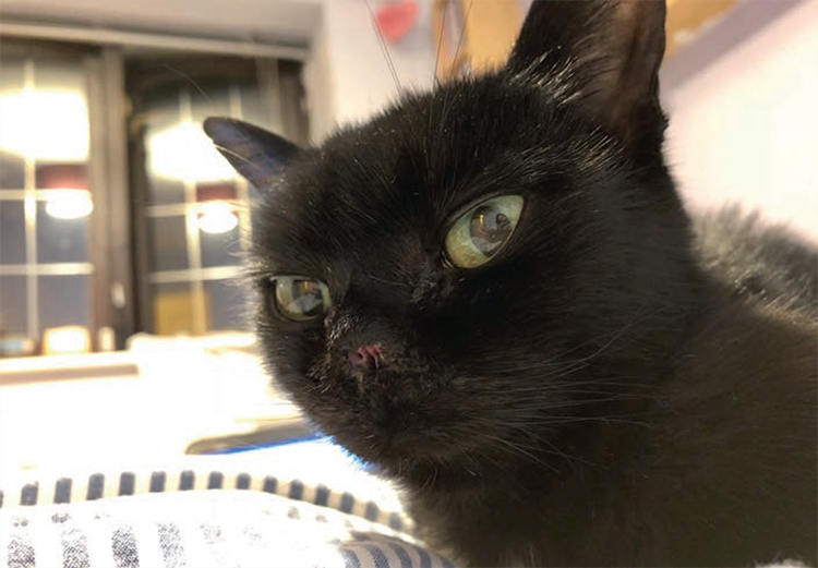 cancer-caused-cat-to-have-nose-removed