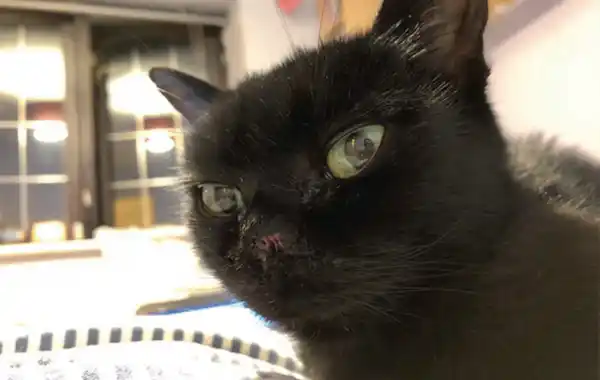 cancer-caused-cat-to-have-nose-removed cancer-caused-cat-to-have-nose-removed