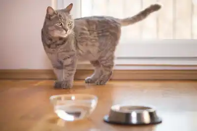 cat-wont-drink-water cat-wont-drink-water