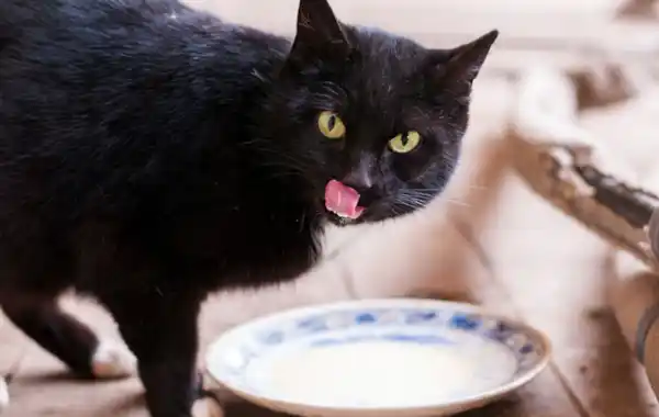 Should I give my cat milk? Should I give my cat milk?
