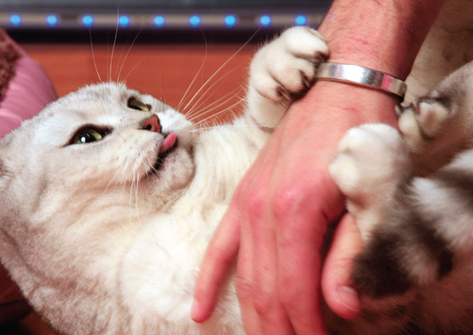 cat puppet