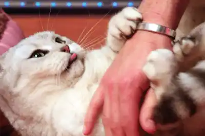 Why does my cat lash out when I stroke her? Why does my cat lash out when I stroke her?