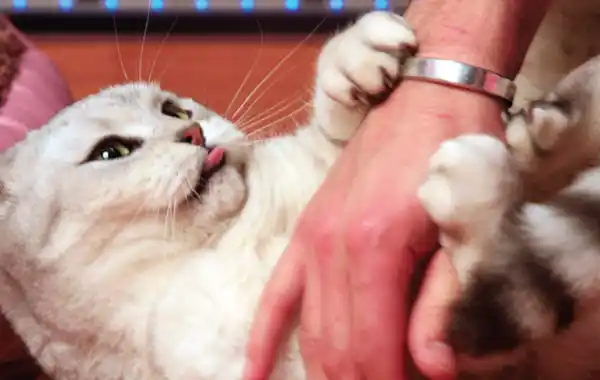 Why does my cat lash out when I stroke her? Why does my cat lash out when I stroke her?