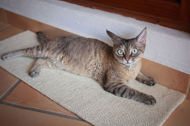 Why does my cat scratch the carpet?