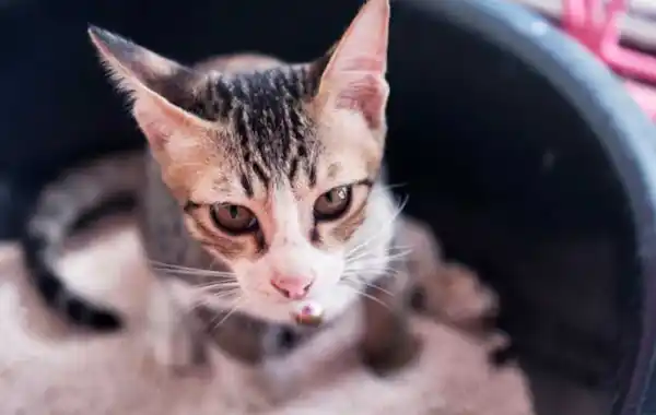 Why does my cat have a smelly bum? Why does my cat have a smelly bum?