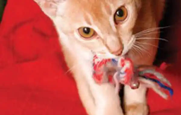 Why Does My Cat Talk to Her Toys: Surprising Reasons Revealed