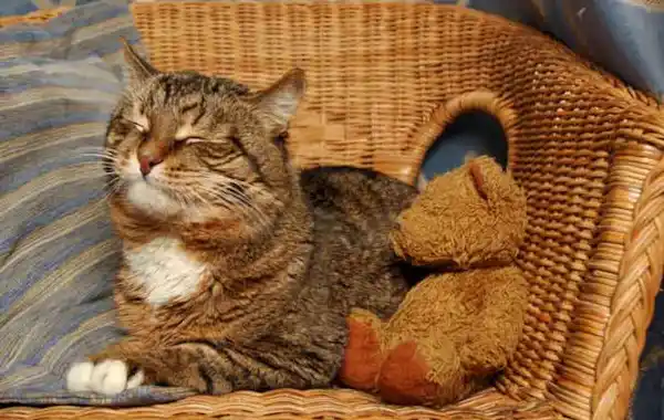 Caring for a cat with arthritis Caring for a cat with arthritis