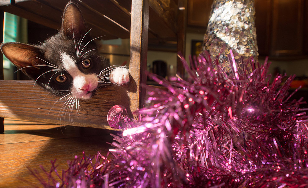 What will happen if my cats eats tinsel?