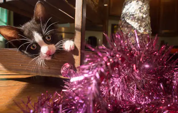 What will happen if my cats eats tinsel? What will happen if my cats eats tinsel?