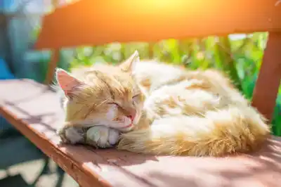 create-a-cat-friendly-garden create-a-cat-friendly-garden