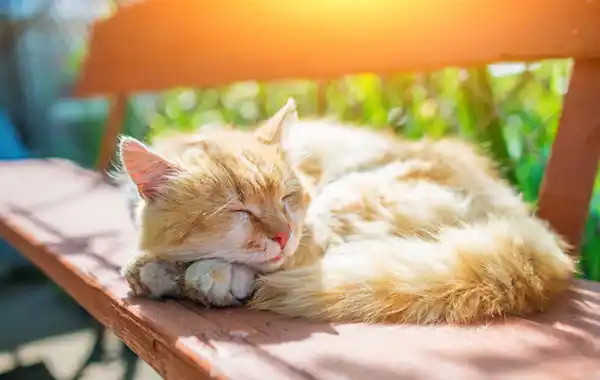 create-a-cat-friendly-garden create-a-cat-friendly-garden