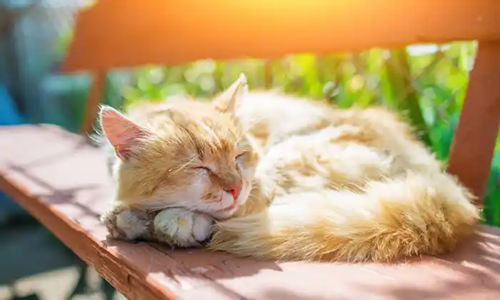 create-a-cat-friendly-garden create-a-cat-friendly-garden