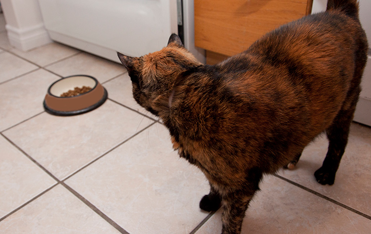 does-my-cat-have-a-food-allergy