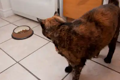 does-my-cat-have-a-food-allergy does-my-cat-have-a-food-allergy