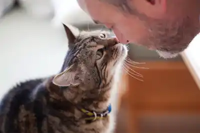 does-my-cat-love-me does-my-cat-love-me