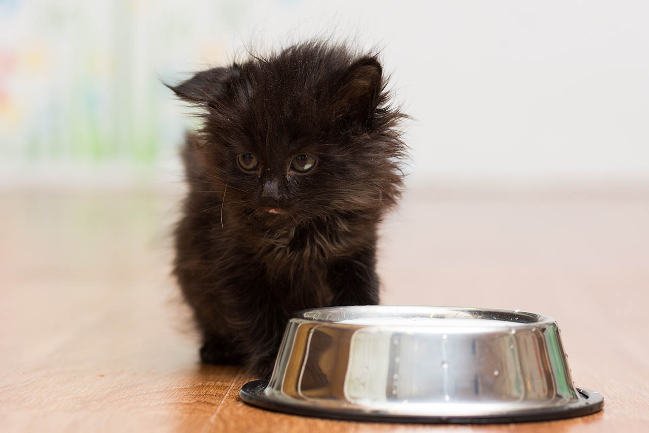 feeding a kitten