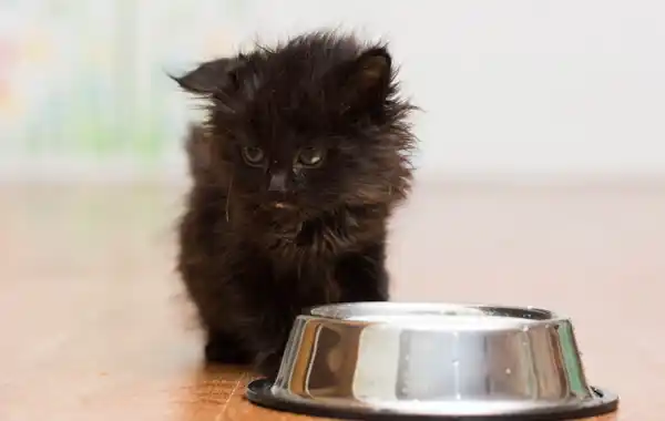 feeding a kitten feeding a kitten