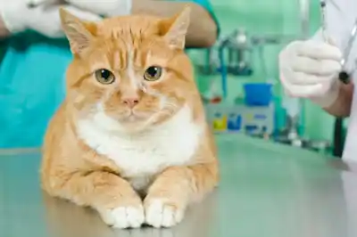 What is hyperthyroidism in cats? What is hyperthyroidism in cats?