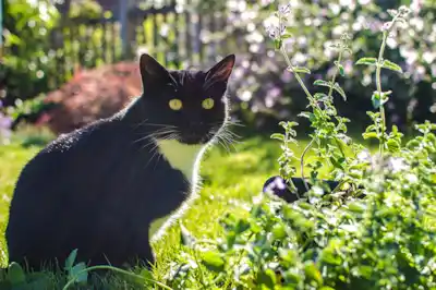 how-can-i-grow-catnip-at-home how-can-i-grow-catnip-at-home