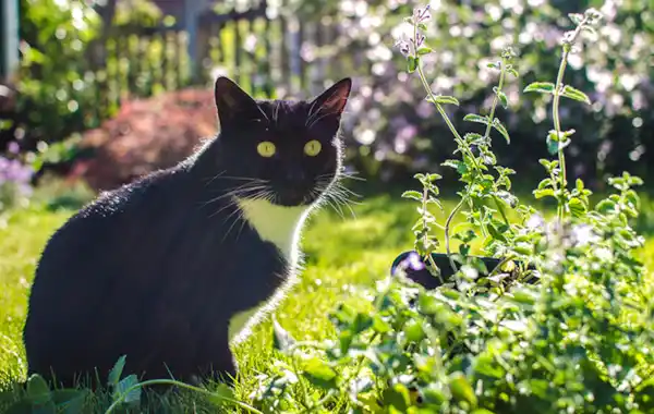 how-can-i-grow-catnip-at-home how-can-i-grow-catnip-at-home