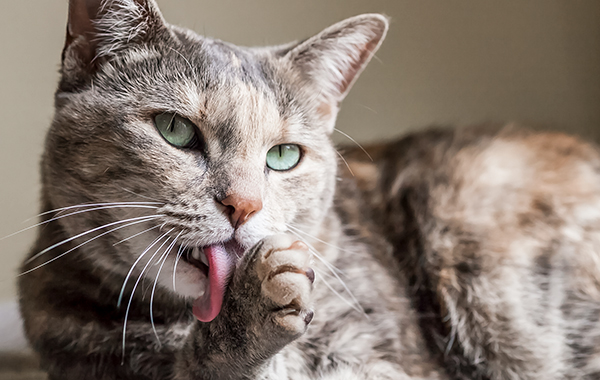 how-can-i-prevent-my-cat-from-getting-hairballs