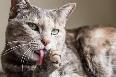 how-can-i-prevent-my-cat-from-getting-hairballs how-can-i-prevent-my-cat-from-getting-hairballs