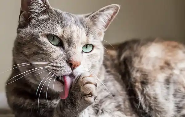 how-can-i-prevent-my-cat-from-getting-hairballs how-can-i-prevent-my-cat-from-getting-hairballs