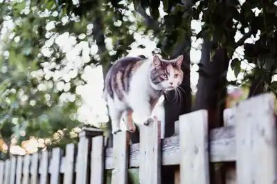 how-can-i-stop-other-cats-visiting-my-garden how-can-i-stop-other-cats-visiting-my-garden