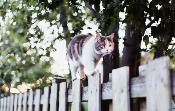 how-can-i-stop-other-cats-visiting-my-garden how-can-i-stop-other-cats-visiting-my-garden