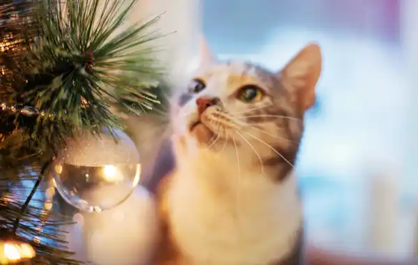 How do I keep my cat away from the Christmas tree? How do I keep my cat away from the Christmas tree?