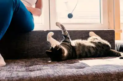 How do I entertain my indoor cat? How do I entertain my indoor cat?