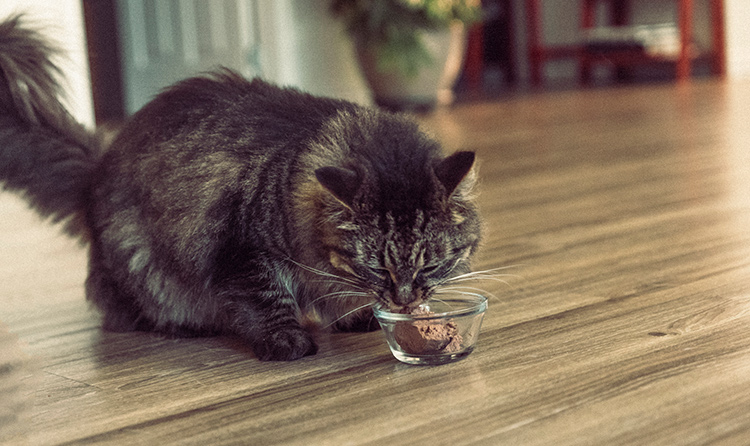 how-do-i-make-homemade-cat-food