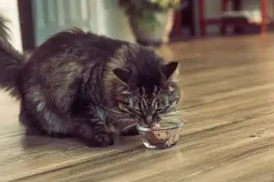 how-do-i-make-homemade-cat-food how-do-i-make-homemade-cat-food