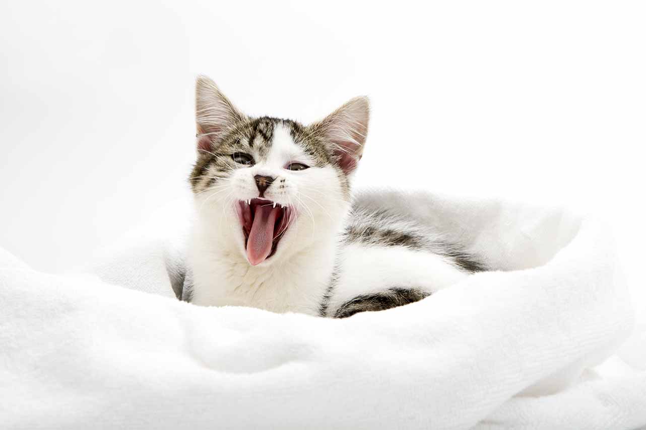 How to help your teething kitten