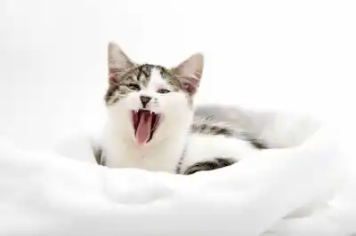 How to help your teething kitten How to help your teething kitten