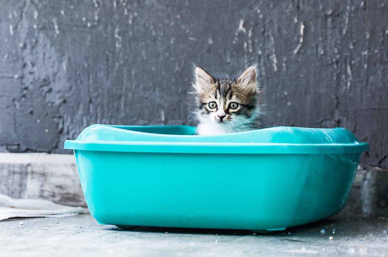How to litter train a kitten