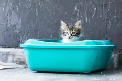 How to litter train a kitten How to litter train a kitten