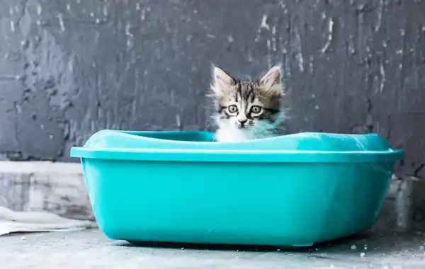 How to litter train a kitten How to litter train a kitten