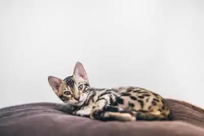 How to prepare for a new kitten How to prepare for a new kitten