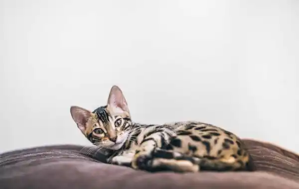 How to prepare for a new kitten How to prepare for a new kitten