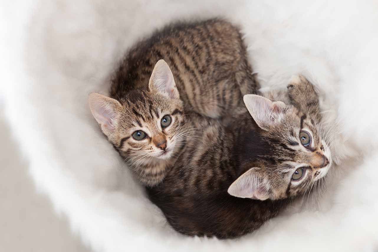 How to socialise your kitten