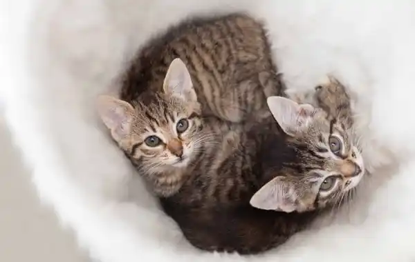 How to socialise your kitten How to socialise your kitten