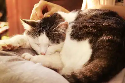 is-it-possible-to-love-a-cat-again-after-losing-one is-it-possible-to-love-a-cat-again-after-losing-one