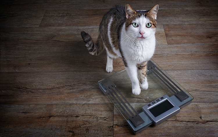 is-my-cat-a-healthy-size