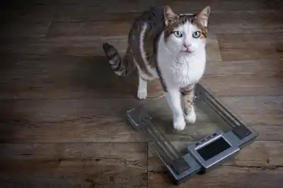 is-my-cat-a-healthy-size is-my-cat-a-healthy-size