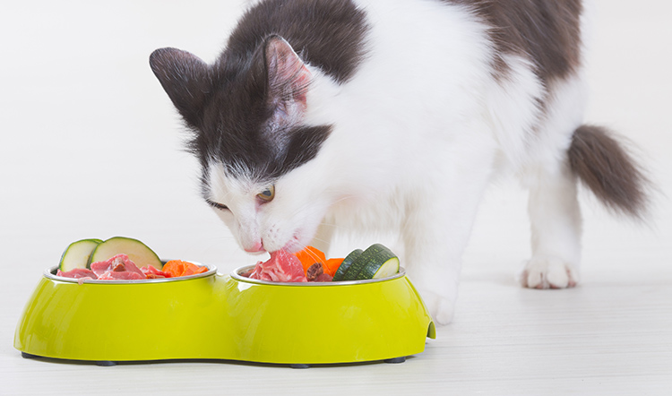is-raw-food-better-for-cats