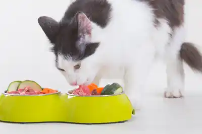 is-raw-food-better-for-cats is-raw-food-better-for-cats