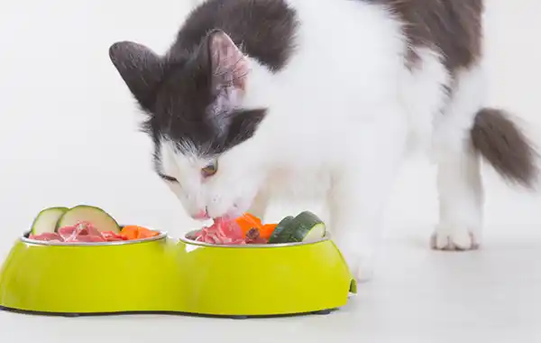 is-raw-food-better-for-cats is-raw-food-better-for-cats