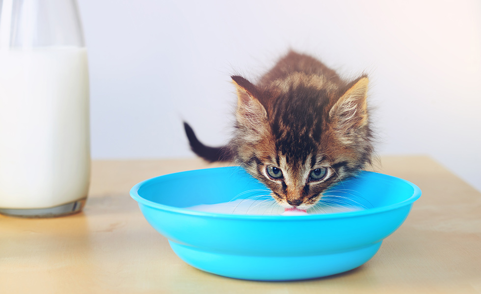 Is soya milk safe for cats?